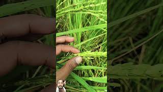 agriculture farming farmer plants organic plantgenetics chasmogamy cleistogamy shortsvideo [upl. by Nnaeel]