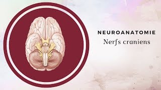 Neuroanatomie  Nerfs craniens [upl. by Adine980]