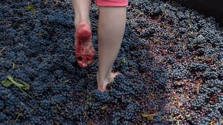 Squeeze grapes by your feet Sanitized before getting in  pigeage  red wine making  shorts [upl. by Enirual]