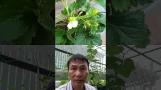 how to grow strawberries at home gardening strawberry garden gardeningtips [upl. by Greenland]