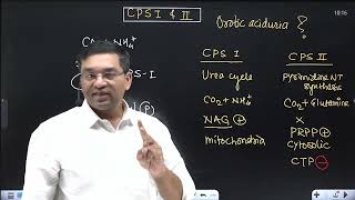 Link between Urea cycle and Pyrimidine NT synthesis  CPS 1 and 2 Orotic aciduria in Type 2 UCD [upl. by Ruffo]