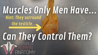 Can Men Control Their Balls Important Anatomy [upl. by Enomed]