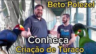 O Maior Criador de Turaco Do Brasil  betopolezel [upl. by Winnah713]