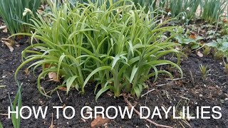 How to Grow Daylilies [upl. by Philoo]