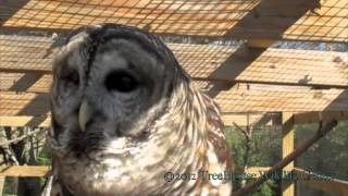 Barred Owl  Who Cooks for You [upl. by Lorac]