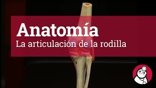 Anatomía La articulación de la rodilla [upl. by Eiderf]