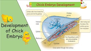 Development of Chick Embryo in UrduHindi  Made Easy  Fsc part 2 [upl. by Ormsby]