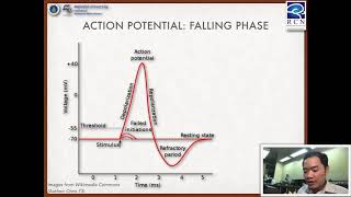 Foundation of Neuroscience  33 Action Potential [upl. by Niatsirt]