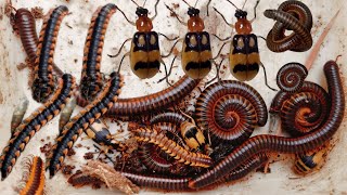 Hunting big millipede prinous beetle and other exotic animals in Natural  Nature insects [upl. by Alihs491]