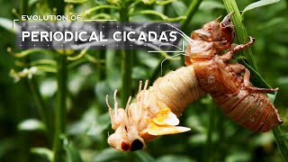 How Cicadas Evolved to Emerge Every 17 Years [upl. by Ojok]