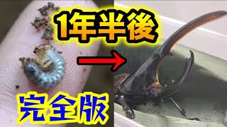 世界最大のカブトムシが幼虫から成虫になるまでの540日間をまとめてみた [upl. by Iralam897]