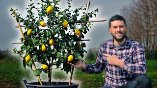 3 trucchi per COLTIVARE LIMONE in VASO e fare più di 4 CHILI all’anno [upl. by Hasile]