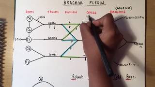 BRACHIAL PLEXUS made ridiculously simple part 1 DrawWithMe [upl. by Adniroc]