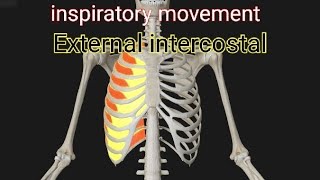 inspiratory movement External intercostal muscle [upl. by Araeic]