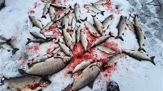 TullibeeWhite Fish Fishing at Leech Lake [upl. by Adis]