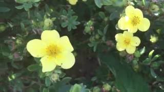 Shrubby Cinquefoil FiveFingers Dasiphora fruticosa cinquefoil dasiphora fruticosa gardening [upl. by Adanar]