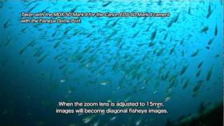 Sample underwater images taken by the Canon EF 815mm F4 L Fisheye USM [upl. by Emaj]