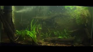 Panda Corydora community rainwater tank [upl. by Ifar522]