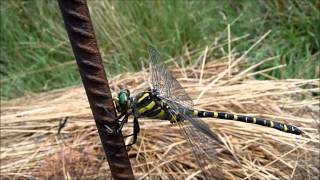 LIBELLULE ODONATA ODONATES Prades 66500 [upl. by Wilkey54]