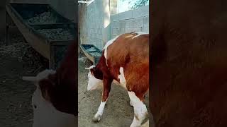 Cows how to start work soon​ 99 [upl. by Elisabet]