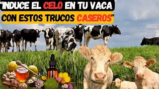 Remedios caseros para que una vaca entre en celo [upl. by Eelan]