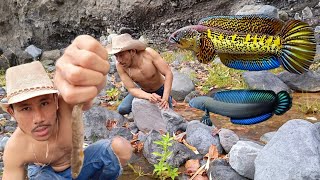 catching snakehead fish on live bait amp lures  Snakehead catch clean amp Cook [upl. by Hcahsem]