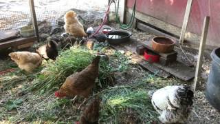 Raising chickens 101 getting started amp what they dont tell you [upl. by Eltsirc]