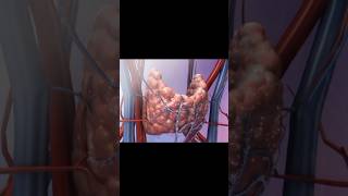 3D animation of human thyroid gland anatomy humanbody physiology science biology thyroid 3d [upl. by Jann]