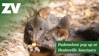 Pademelons pop up at Healesville Sanctuary [upl. by Diley]