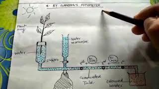 Test of ganong potometer simple explanation PLEASE SUBSCRIBE [upl. by Enert]