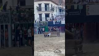 IMPRESIONANTE el toro Valenciano de Miguel Parejo en Vilafamés 2024 territoriobravo [upl. by Sucram]