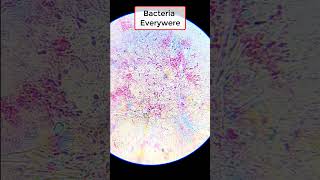 Bacteria under microscope shorts microscope experiment [upl. by Vrablik]