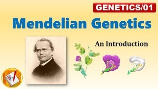 Mendelian Genetics P F1 and F2 Generation FLGenetics01 [upl. by Critta]