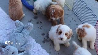 F1B Cockapoo Puppies Playing SD 480p [upl. by Alasteir]