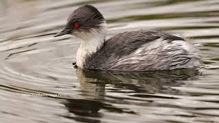 Zambullidor Plateado Podiceps occipitalis Silvery Grebe [upl. by Ssitruc419]