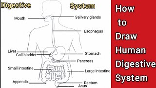 Human Digestive system drawing  How to draw Human digestive system diagram  मानव पाचन तंत्र [upl. by Saideman]