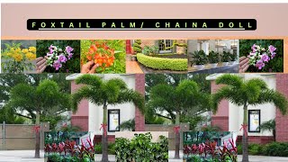 Foxtail palm 🌴  Dracaena pink  Chaina doll  Mix Tikoma plant bholinidhinursery homeplants [upl. by Anoo]