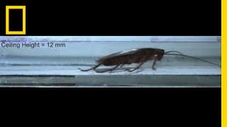 Watch Cockroaches Survive Squeezing Smashing and More  National Geographic [upl. by Zysk]