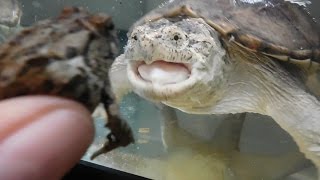 Snapping Turtle Eats A Frog [upl. by Haymo254]