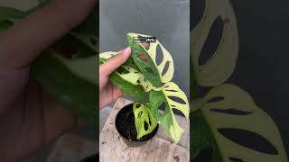 Monstera Adansonii Japan Variegated  Indonesiaplantscom  Tropical Houseplants [upl. by Bearce]