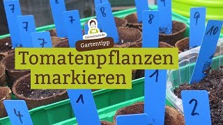 Wie hält man gesäte Tomatensorten auseinander [upl. by Stine342]