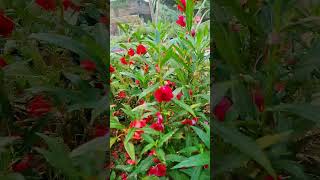 BalsamGul mehandee Plants Beautiful Flowering ytshorts flowers plants nature [upl. by Nnahsal]