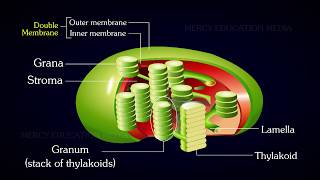 Structure of Chloroplast [upl. by Cristionna]