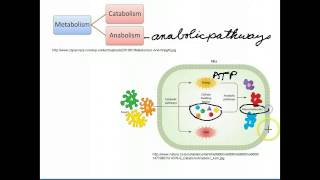 Catabolic and Anabolic Pathways [upl. by Abisia107]