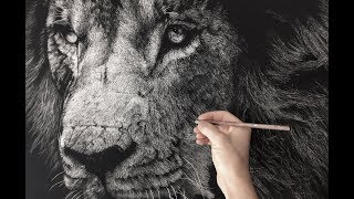 Hyperrealistic Lion Drawing Timelapse [upl. by Charmane]