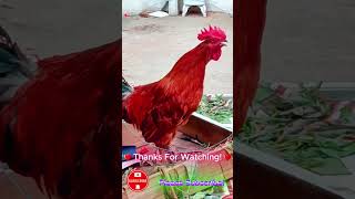 Rooster Crowing  Rooster Sound  Rooster Sound Effect shorts roostercrowing roostersound [upl. by Keeton195]