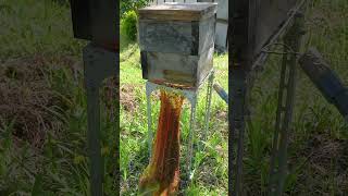 Capturing a Swarm of Japanese Honeybees [upl. by Carl]