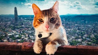 This CAT has a CAMERA and became a VLOGGER 😂  Ros Vlog part 05 [upl. by Zeculon]