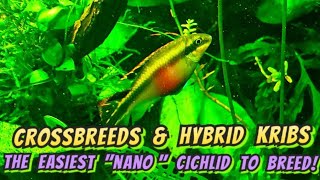 Kribensis The quotNanoquot Cichlids  Everything You Need to Know To Breed amp Care for Kribs [upl. by Assened]