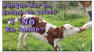 ¡LOS PUEDE MATAR ¿Como darle la leche a nuestros terneros ¿Tetero o balde Gotera Esofágica [upl. by Warde]